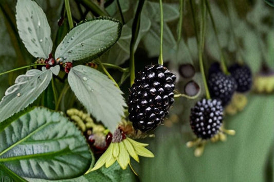 Natchez Blackberry 5 Cuttings – Rubus fruticosus