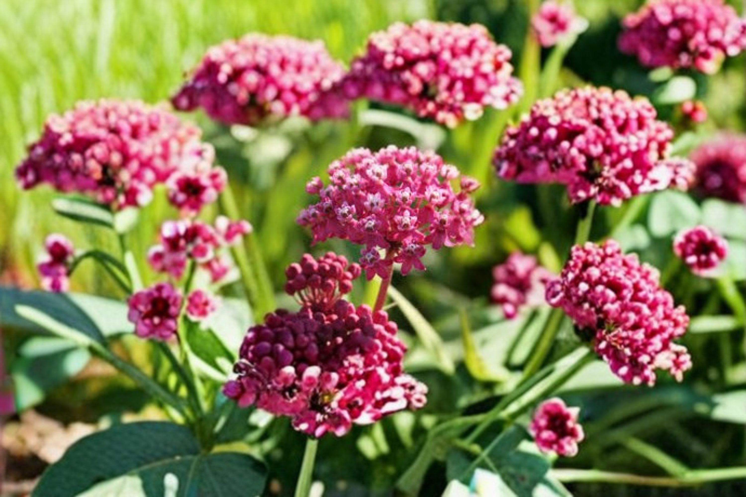 Rose Milkweed Seeds Asclepias incarnata Pink Swamp Milkweed Seeds Native Garden Planting 15 Seeds