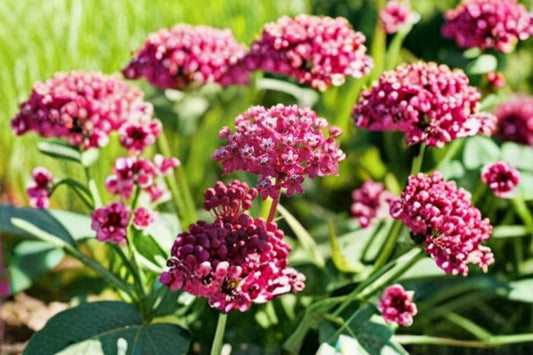 Rose Milkweed Seeds Asclepias incarnata Pink Swamp Milkweed Seeds Native Garden Planting 15 Seeds
