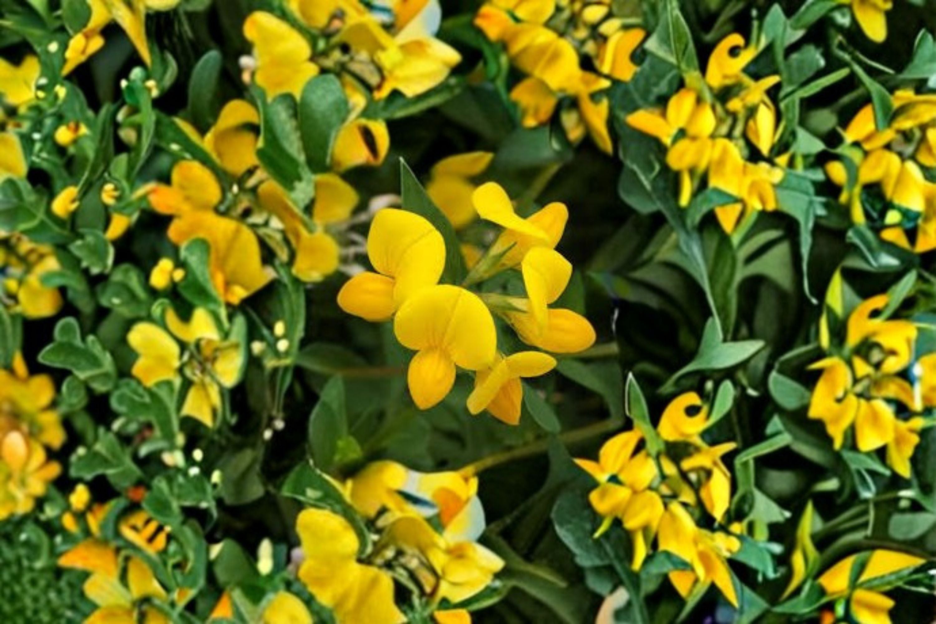 Birds Foot Trefoil Seeds Lotus Corniculatus Yellow Wildflower Perennial Garden Meadow Plant Border Flower 100 Seeds