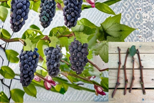 Kyoho Grape 3 Cuttings – Vitis vinifera
