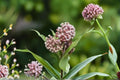 Common Milkweed Seeds Asclepias syriaca Pink Wildflower Seeds Butterfly Garden Planting 15 Seeds