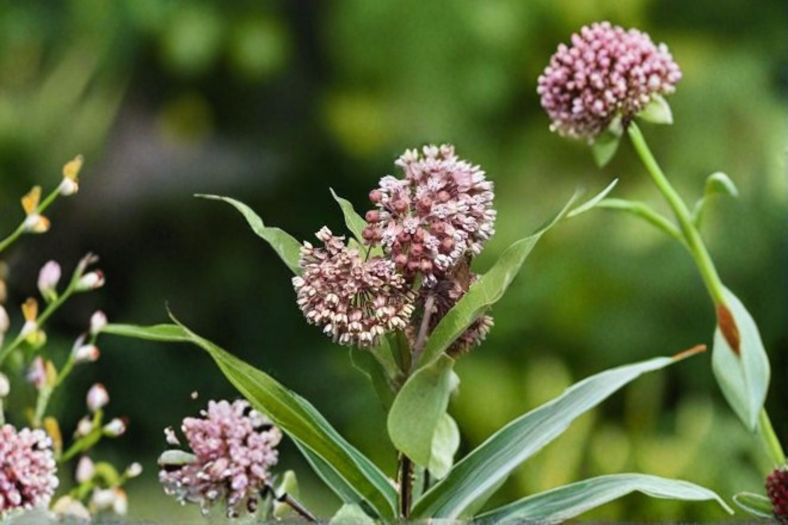 Common Milkweed Seeds Asclepias syriaca Pink Wildflower Seeds Butterfly Garden Planting 15 Seeds