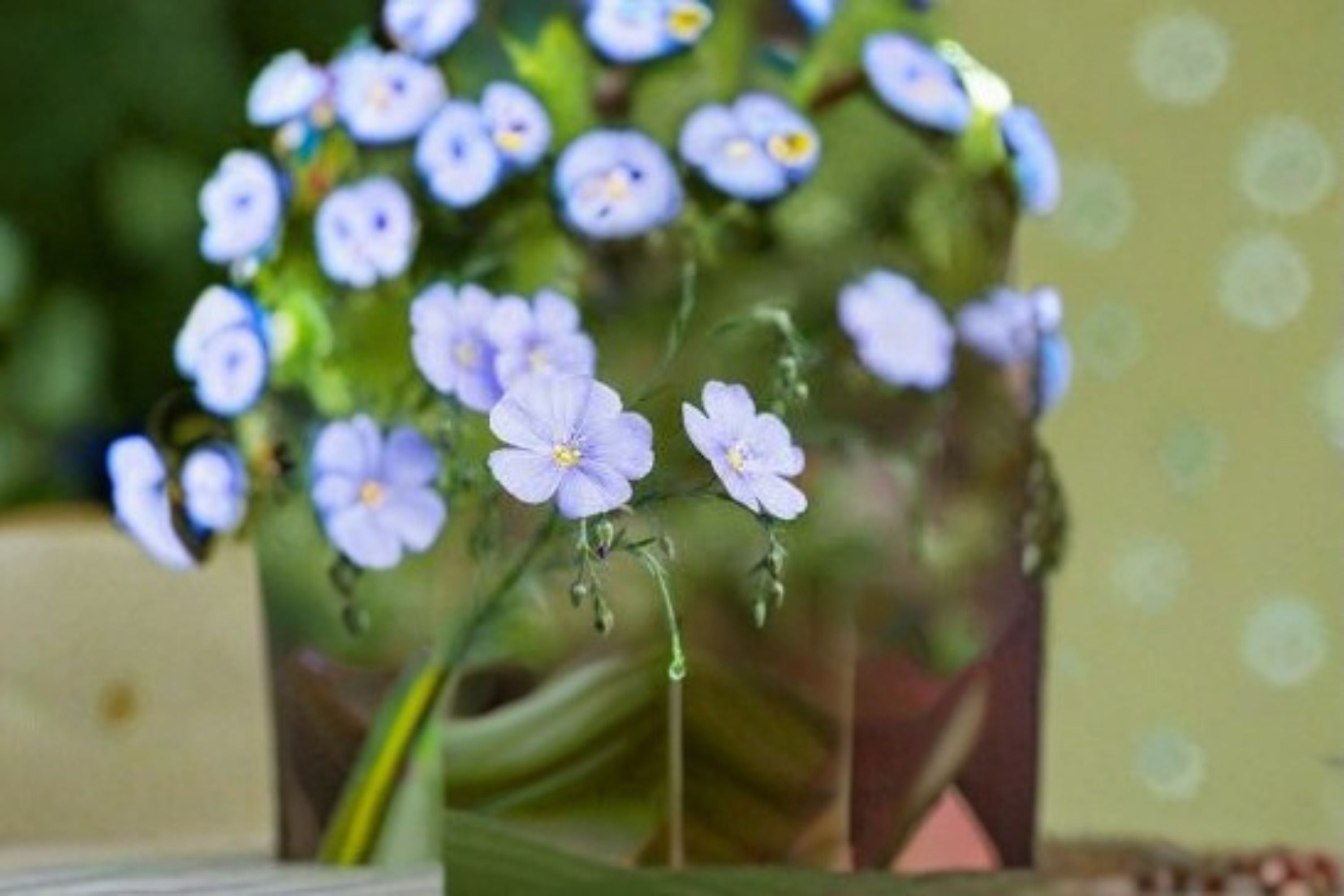 Perennial Blue Flax Seeds Linum Perenne Blue Wildflower Garden Meadow Plant Border Flower Cottage Garden 100 Seeds