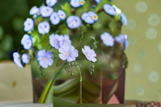 Perennial Blue Flax Seeds Linum Perenne Blue Wildflower Garden Meadow Plant Border Flower Cottage Garden 100 Seeds