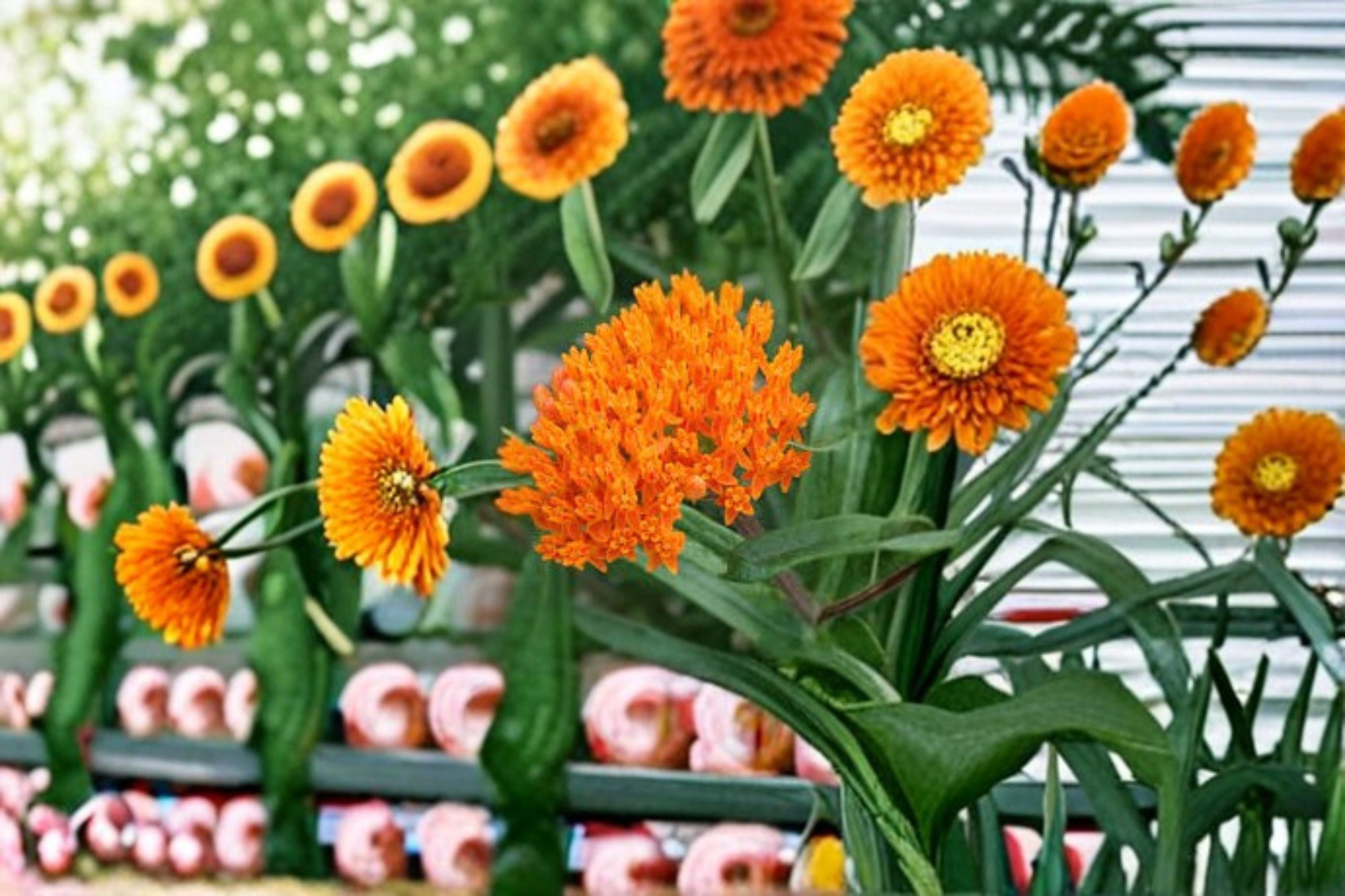 Butterfly Weed Seeds Asclepias tuberosa Orange Wildflower Seeds Pollinator Garden Planting 15 Seeds