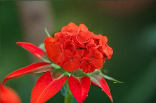 Red Geranium 6 Cuttings – Pelargonium