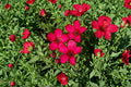 Scarlet Flax Seeds Linum Grandiflorum Rubrum Red Annual Wildflower Garden Border Meadow Flower 100 Seeds