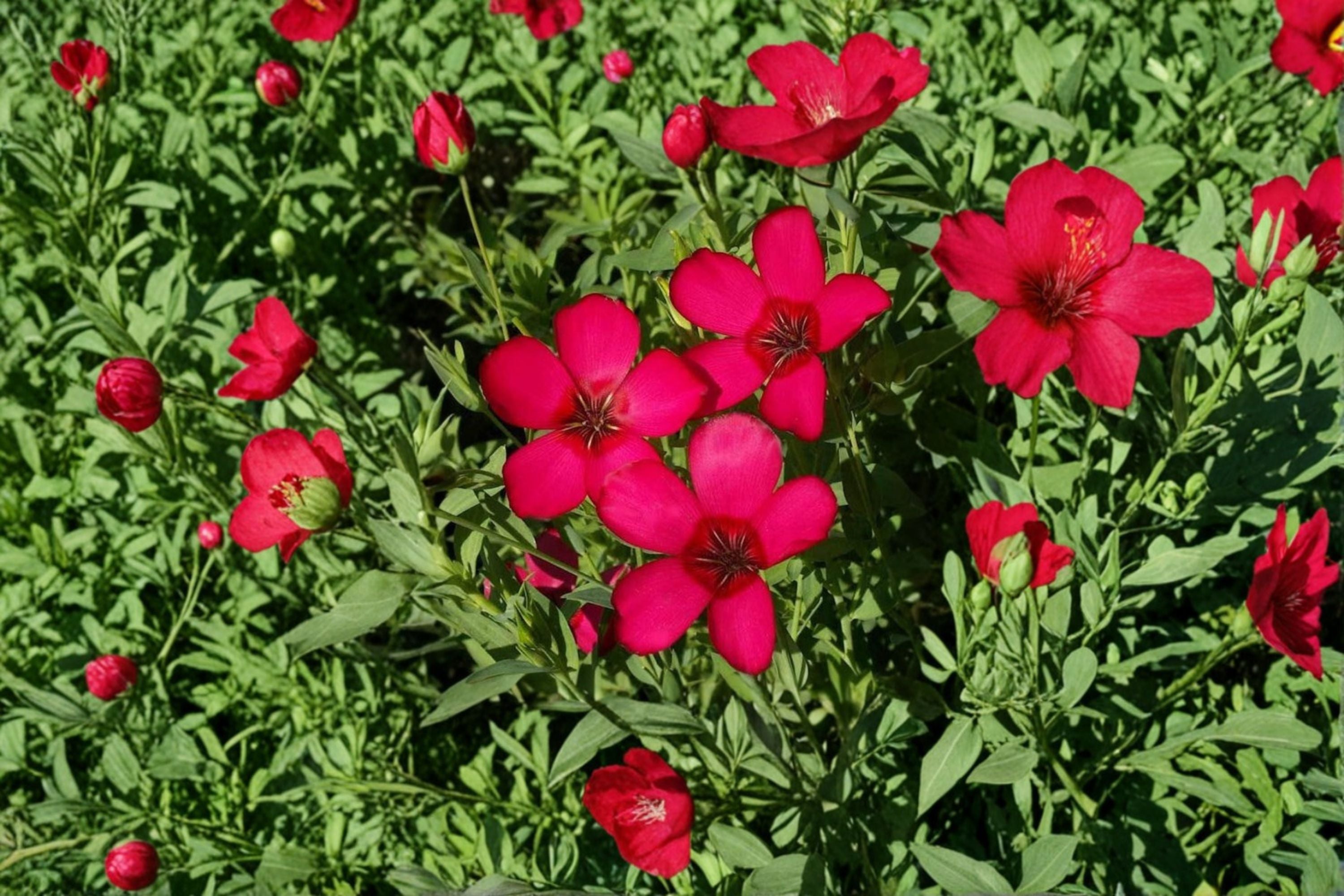 Scarlet Flax Seeds Linum Grandiflorum Rubrum Red Annual Wildflower Garden Border Meadow Flower 100 Seeds