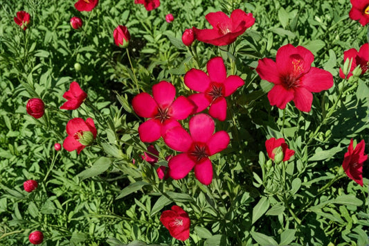 Scarlet Flax Seeds Linum Grandiflorum Rubrum Red Annual Wildflower Garden Border Meadow Flower 100 Seeds
