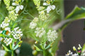 Whorled Milkweed Seeds Asclepias verticillata White Wildflower Seeds Pollinator Garden Planting 30 Seeds