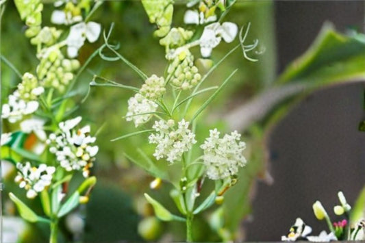 Whorled Milkweed Seeds Asclepias verticillata White Wildflower Seeds Pollinator Garden Planting 30 Seeds