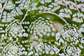 Bishops Flower Seeds Ammi Majus White Lace Flower Annual Garden Border Meadow Plant Cut Flower 100 Seeds