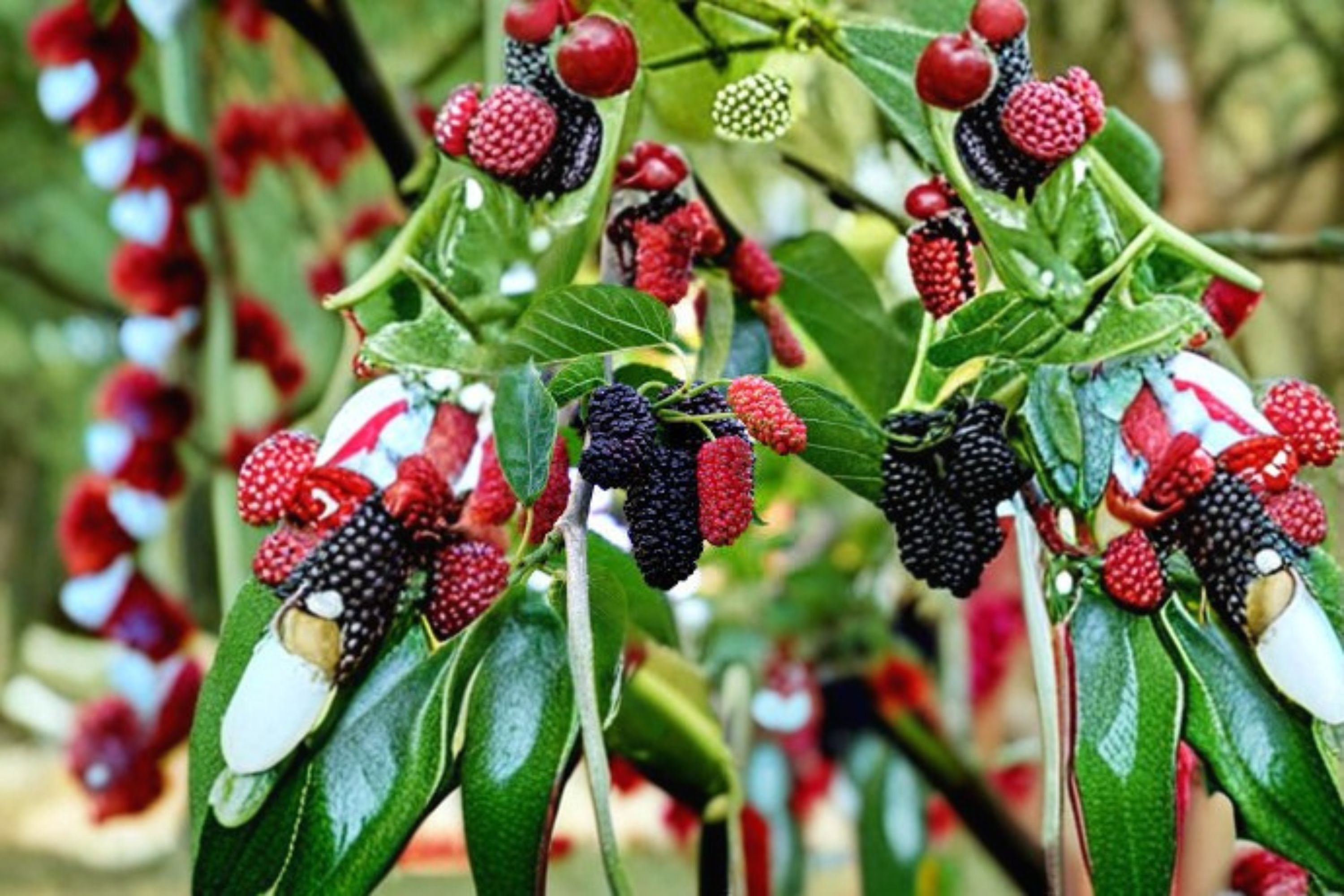 Dwarf Everbearing Mulberry 1 Plant – Morus nigra