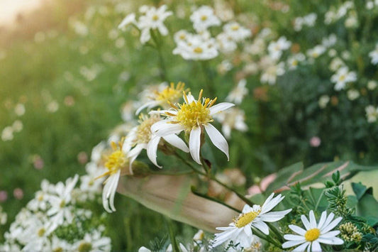 Flat Topped Aster Seeds Doellingeria umbellata White Wildflower Seeds Native Garden Planting 100 Seeds