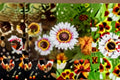 Painted Daisy Seeds Glebionis Carinata Tricolor Annual Flower Garden Border Meadow Plant Bright Bloom 100 Seeds