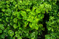 Brazilian Spinach 4 Cuttings – Alternanthera sissoo