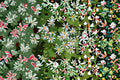 Big Leaved Aster Seeds Eurybia macrophylla Woodland Wildflower Seeds Shade Garden Planting 100 Seeds