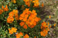 Siberian Wallflower Seeds Erysimum Cheiri Orange Red Flower Perennial Biennial Garden Border Plant 100 Seeds