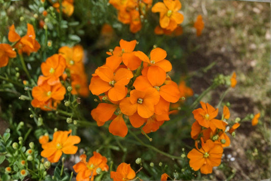 Siberian Wallflower Seeds Erysimum Cheiri Orange Red Flower Perennial Biennial Garden Border Plant 100 Seeds
