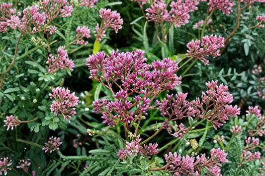 Joe Pye Weed Seeds Eutrochium maculatum Tall Pink Wildflower Seeds Pollinator Garden Planting 100 Seeds