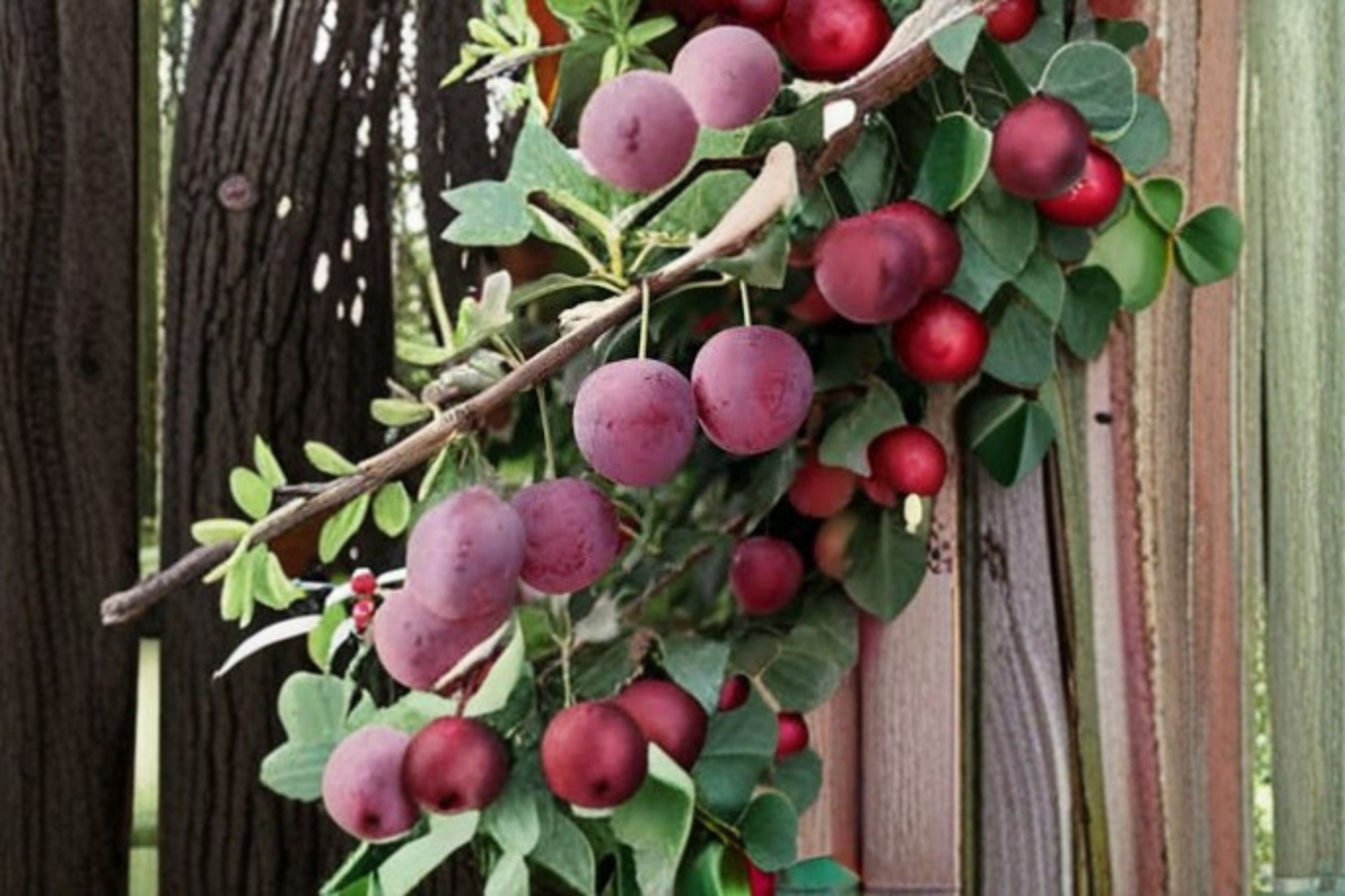 American Plum 12 Cuttings – Prunus americana