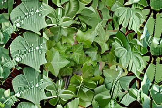 English Ivy 10 Plants – Hedera helix