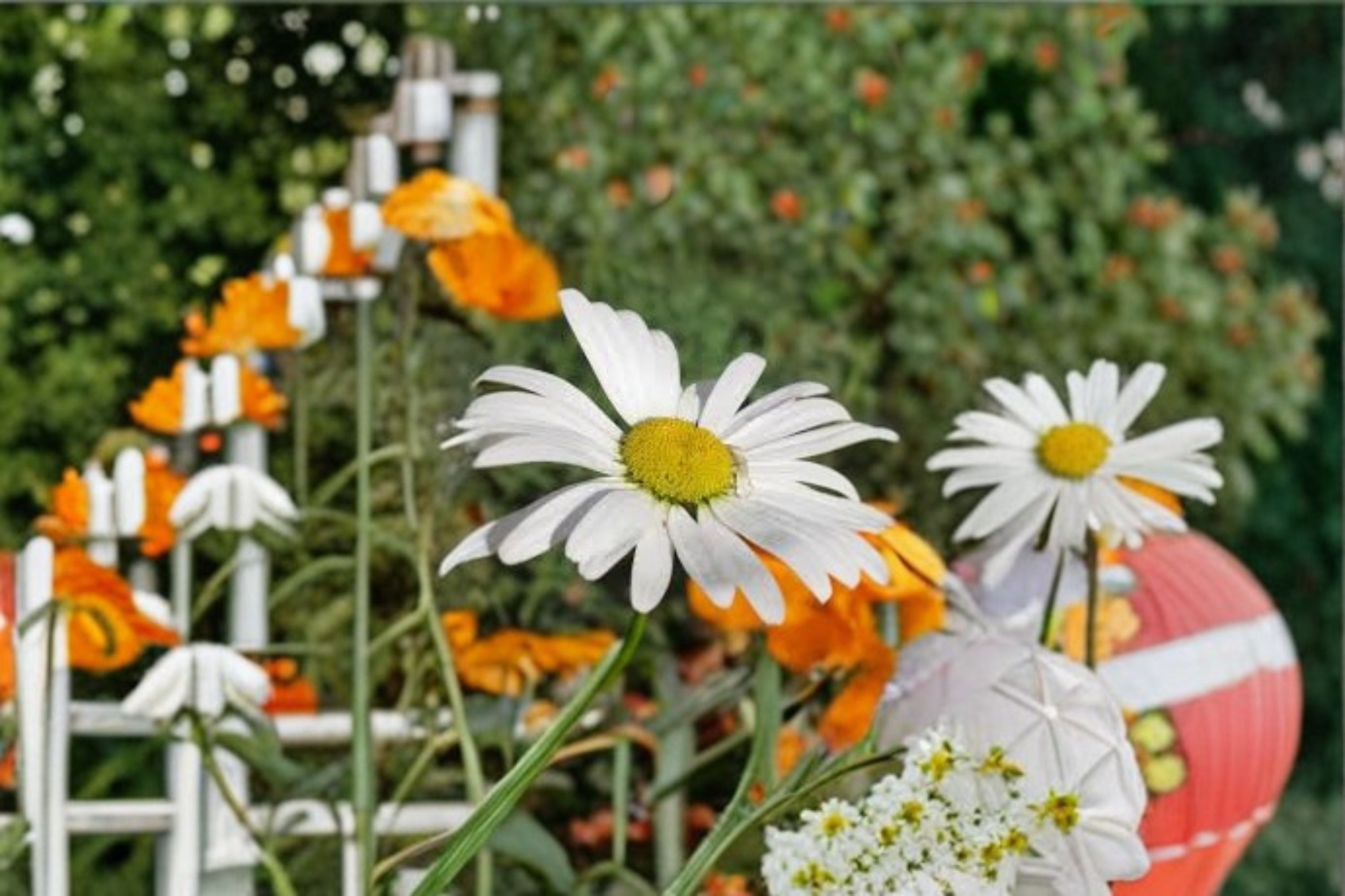 Oxeye Daisy Seeds Leucanthemum Vulgare White Wildflower Garden Seeds Perennial Flower Planting 100 Seeds