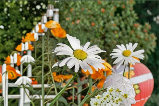 Oxeye Daisy Seeds Leucanthemum Vulgare White Wildflower Garden Seeds Perennial Flower Planting 100 Seeds