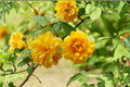 Japanese Kerria 8 Cuttings – Kerria japonica