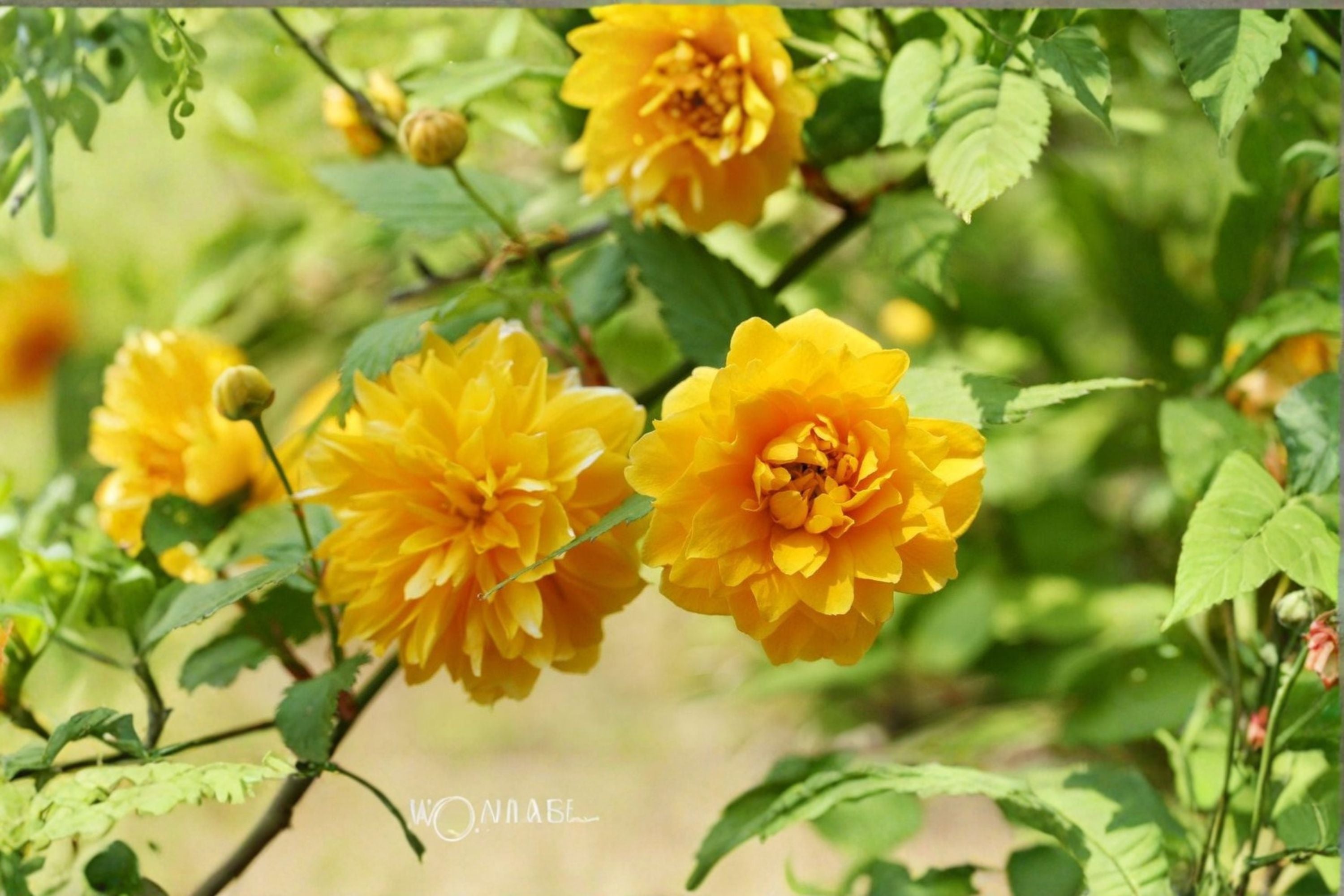 Japanese Kerria 8 Cuttings – Kerria japonica