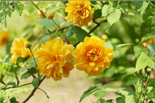 Japanese Kerria 8 Cuttings – Kerria japonica