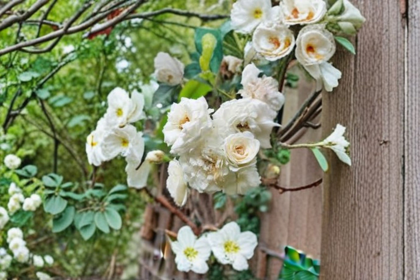 White Climbing Rose Live Plant – Well Rooted – 6–8 Months Old – No Leaf – Rosa Climbing Rose