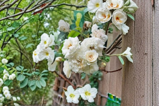 White Climbing Rose Live Plant – Well Rooted – 6–8 Months Old – No Leaf – Rosa Climbing Rose