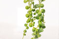 String of Pearls 1 Plant – Senecio rowleyanus