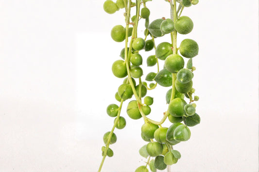 String of Pearls 1 Plant – Senecio rowleyanus