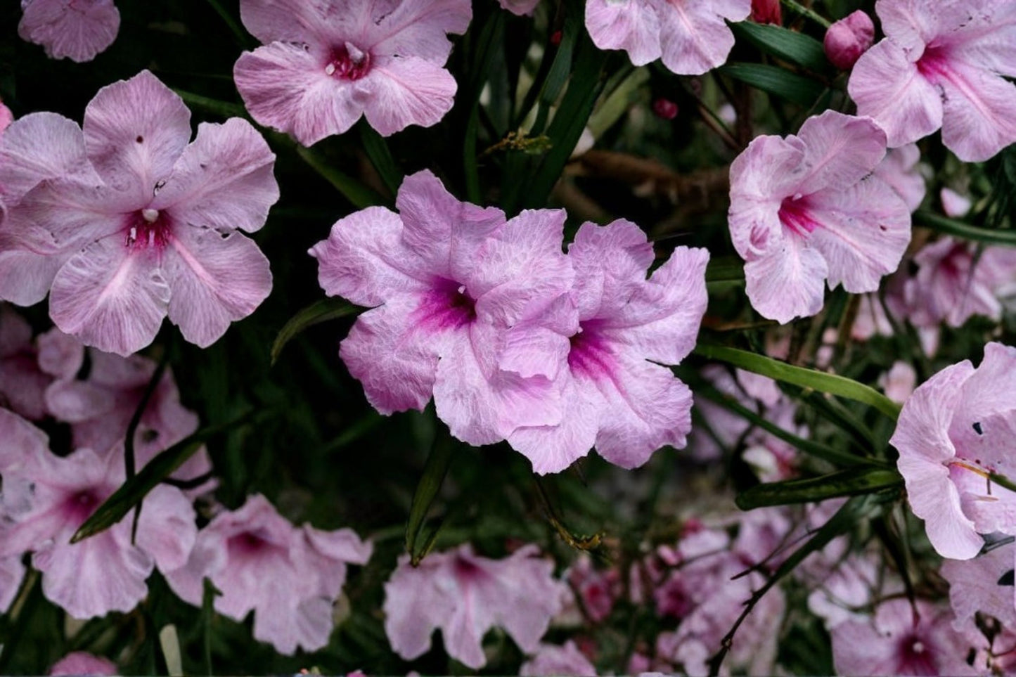 Dwarf Pink Ruellia Live Plants (3 Pack) – Rooted Flowering Plants – Ruellia brittoniana 'Katie Pink'