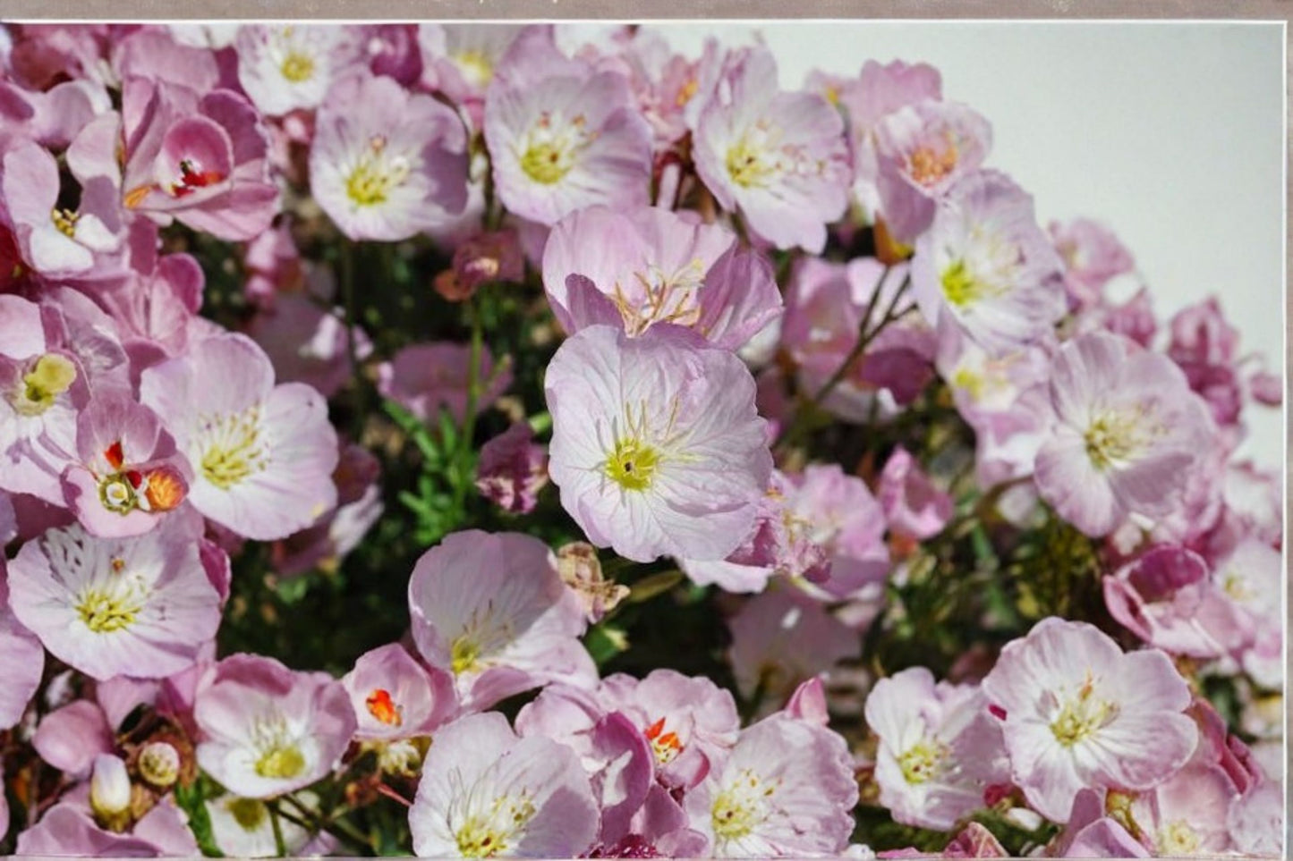 Twilight Primrose Live Plant – Oenothera speciosa – Flowering Perennial