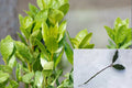 Bay Laurel 5 Cuttings – Laurus nobilis