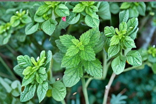 Lemon Balm Seeds Melissa officinalis Green Herb Plant Seeds Perennial Garden Planting 100 Seeds