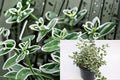 Emerald Gaiety Euonymus 1 Plant – Euonymus fortunei ‘Emerald Gaiety’