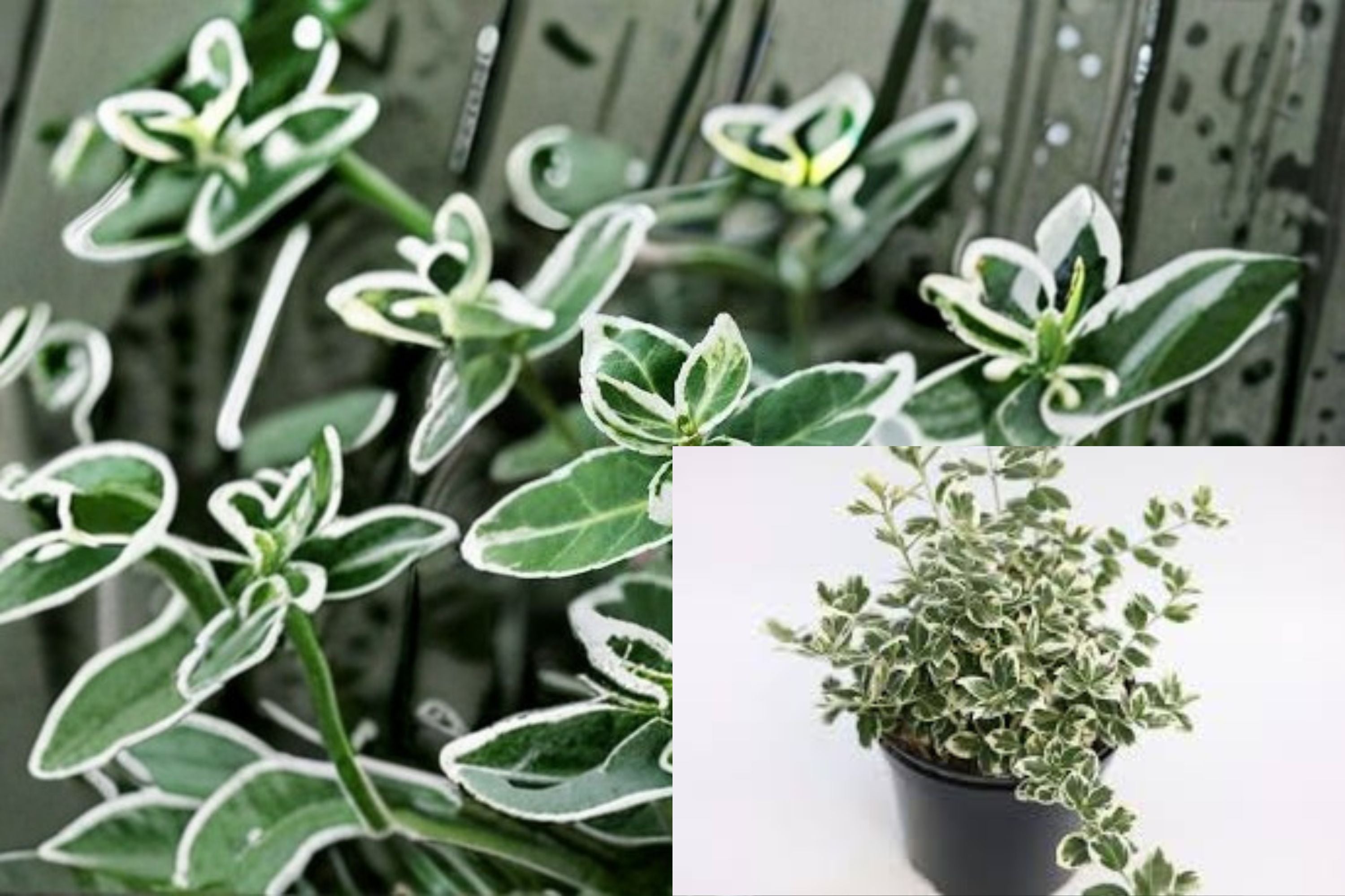 Emerald Gaiety Euonymus 1 Plant – Euonymus fortunei ‘Emerald Gaiety’