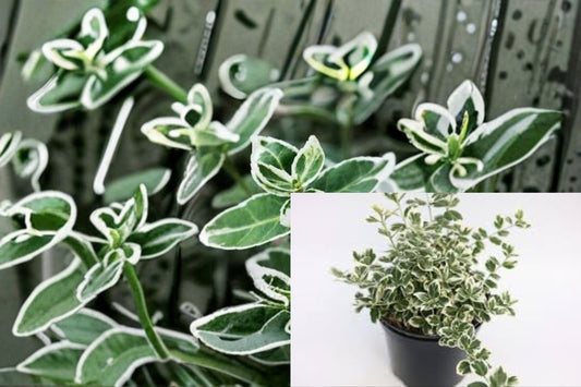 Emerald Gaiety Euonymus 1 Plant – Euonymus fortunei ‘Emerald Gaiety’