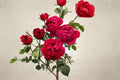 230 Ligare Rose Live Plant – Fragrant Japanese Peony Rose