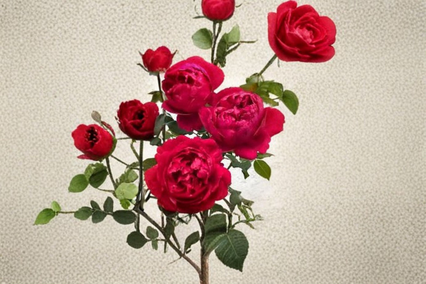 230 Ligare Rose Live Plant – Fragrant Japanese Peony Rose