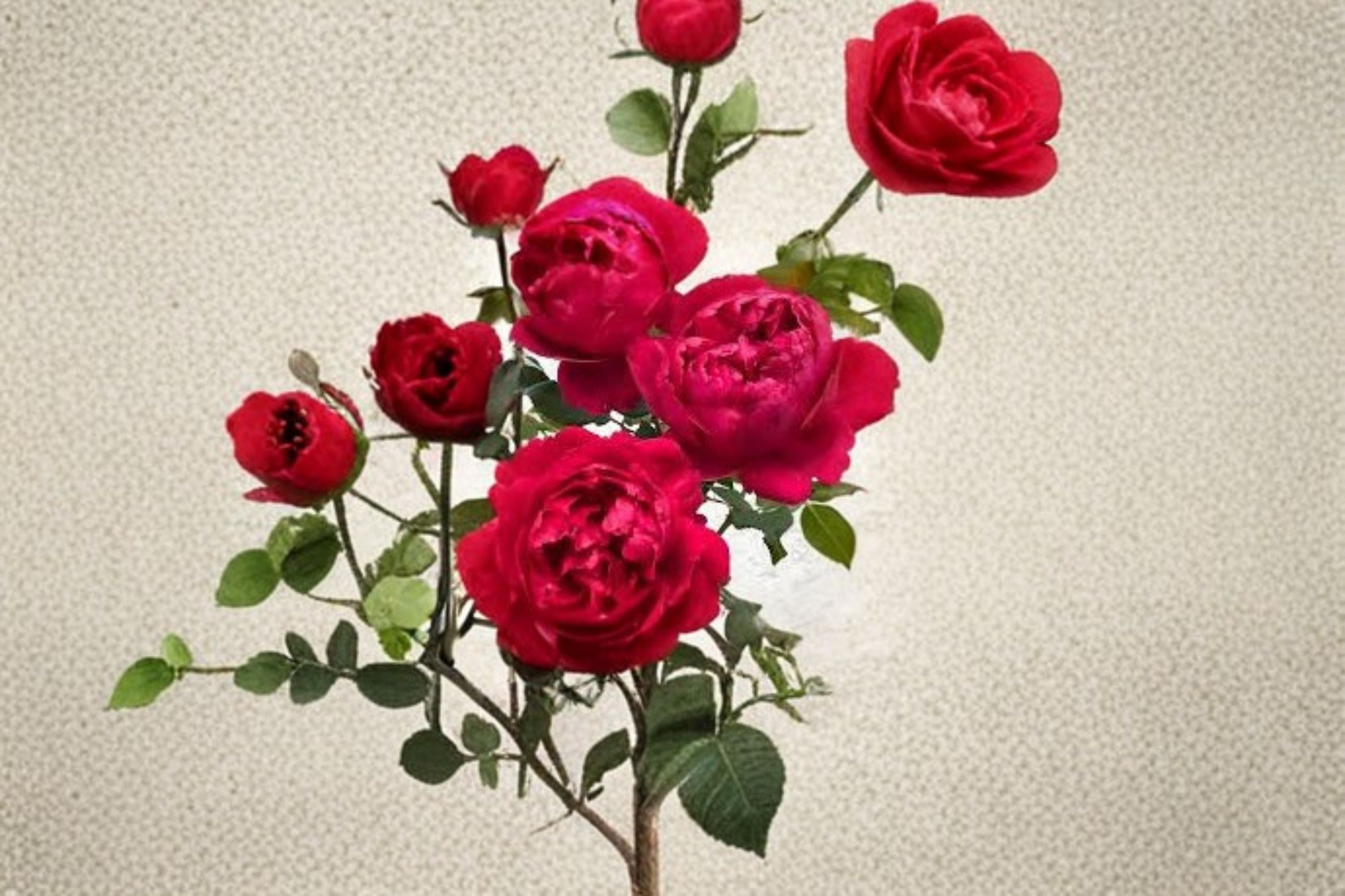 230 Ligare Rose Live Plant – Fragrant Japanese Peony Rose