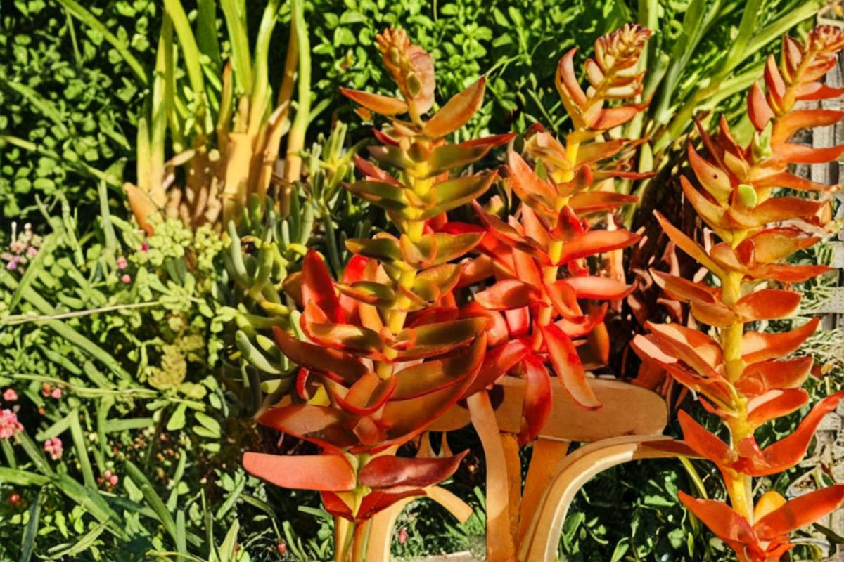Crassula capitella 'Campfire' Cuttings | 3 Live Succulent Cuttings | Campfire Crassula Plant | Colorful Succulent Propagation | Live Plant