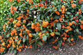 Apricot Echo Tea Olive 1 Plant – Osmanthus fragrans