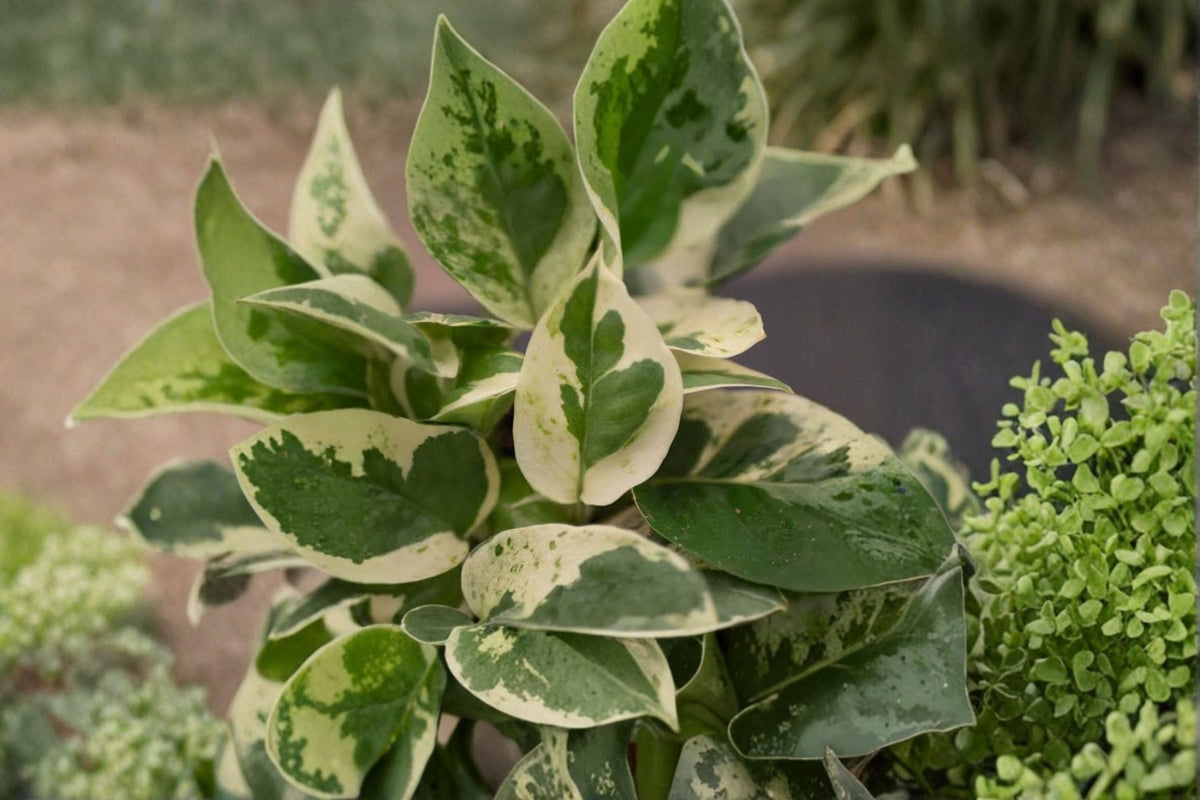 Pearl & Jade Pothos Live Plant | 4 Inch Epipremnum Aureum | Variegated Pothos Houseplant | Low Light Indoor Plant | Easy Care Plant