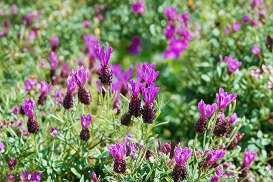 Spanish Lavender Live Plant – 5" Pot – Purple Flowers – Full Sun – Lavandula stoechas